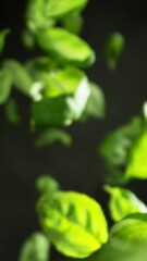 Aufkleber - Super Slow Motion of Flying Fresh Basil Leaves. Filmed on High Speed Cinema Camera, 1000 fps. Vertical Aspect Ratio.