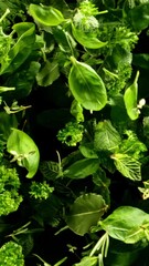 Aufkleber - Super Slow Motion of Flying Fresh Herb Leaves. Filmed on High Speed Cinema Camera, 1000 fps. Vertical Aspect Ratio.