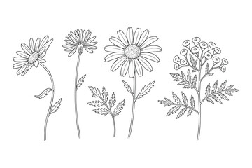 Aufkleber - Botanical Line Art Collection of Chamomile and Tansy Flowers with Leaves