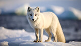 a white arctic fox is standing on the snow