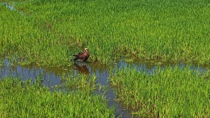 Wall Mural - A hawk standing in the shallow water in a lush rice field on a bright, clear day