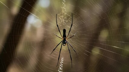 Golden silk orb weaver spider in its web  background