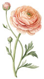 Watercolor Ranunculus Flower Illustration with Bud and Green Leaves 1