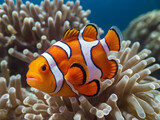 Clownfish and corals in the sea