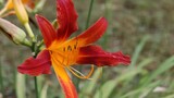 red flower in the garden