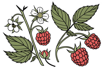  raspberries, red raspberries, red berries, fresh raspberries, raspberry bush, raspberry plant, raspberries with leaves, raspberries with flowers, raspberries close-up, detailed raspberries, realist