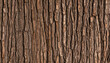 © Bright Bites - Flat lay of vertical tree trunk showing repeating bark texture, seamless loop style