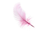 pink feather isolated on white or transparent png pink feather isolated on white or transparent png