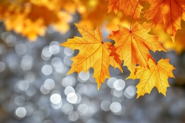 Wall Mural - A breathtaking autumn vista showcasing vibrant maple leaves in fiery hues beneath gentle sunlight