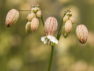 Wall Mural - A flower with white petals and a green stem