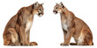 © junaid - Two cougars facing each other in a symmetrical composition against black background