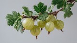 Delicate gooseberry branch with ripe fruit, presented against soft background