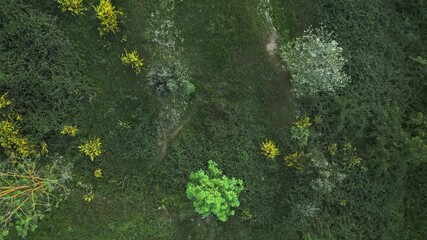 Wall Mural - Verdant landscape transforming from low growing vegetation to towering forest canopy, revealing gradual ecological progression through aerial perspective