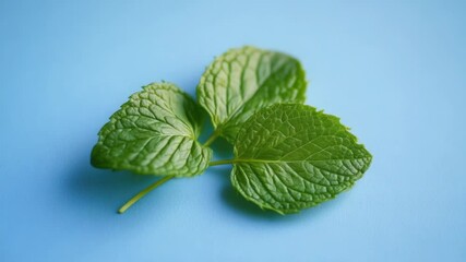 Poster - A single green leaf sits on a blue surface, showcasing its vibrant color and texture