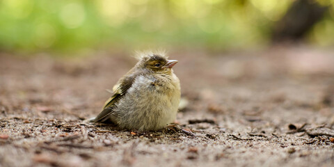 fluffy young bird sits peacefully on the forest floor, bathed in warm sunlight. serene natural setti