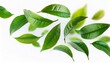 © John - high quality green tea leaves falling on white background