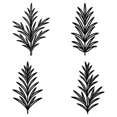 Poster - Illustration of four rosemary sprigs with detailed leaves in a minimalist black and white style design