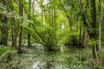  Mangrove forests of Nigeria's South-West coastline . Shot in Lekki, Lagos, Nigeria.