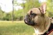 © New Africa - Adorable pet. Cute French bulldog with leash in park, space for text
