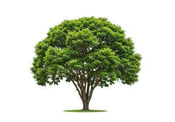Fototapete - Isolated image of a mature tree with a full green canopy and a short patch of grass beneath it