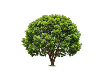 Fototapete - Isolated tree with a full green canopy against a stark white background in a studio setting