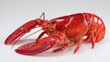 © Fancy Imagination - Fresh whole lobster with vibrant red shell isolated on a white studio background