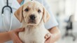 © Arfa_Media - Close up of a veterinarian examining a labrador puppy, highlighting the importance of pet care and veterinary services
