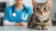 © Arfa_Media - European shorthair cat lying on examination table while veterinarian conducts a check up, promoting pet healthcare and veterinary services