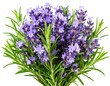 © oky - Close-up lavender and rosemary bouquet