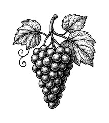 Wall Mural - engraved illustration of a bunch of grapes with leaves hanging, white background, detailed black and