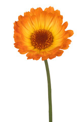 Wall Mural - marigold flower isolated