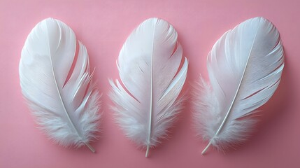 Poster - Three pristine wispy white feathers evenly spaced on a soft pastel pink background creating a minimalist symmetrical composition