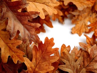Wall Mural - A selection of vibrant and colorful autumn oak leaves are arranged artfully on a plain white background surface.