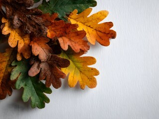 Wall Mural - Group of colorful oak leaves in varying autumnal shades displayed on a plain white textured surface top corner.