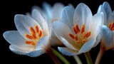 Delicate white crocus flowers with water droplets and vibrant orange stamens against a dark background