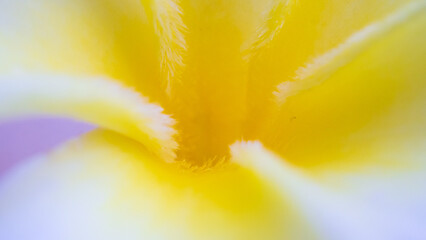 Wall Mural - Close up of beautiful frangipani flower