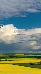 Wall Mural - storm clouds and rain above yellow canola fields in aerial timelapse, vertical