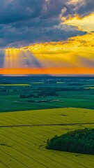 Wall Mural - dramatic sunset light beams through clouds above yellow rapeseed field, vertical drone hyperlapse