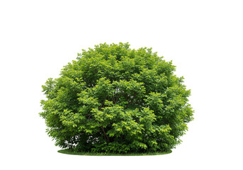 Fototapete - Isolated round shaped bush with vibrant green leaves against a plain white background in daylight
