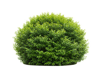 Fototapete - Isolated round bush with dense green leaves against a plain white background in a studio shot