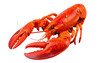 © khajar - Red lobster isolated on transparent background