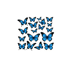 Poster - A collection of blue butterflies arranged on a white background view