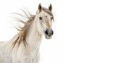 horse looking at camera isolated on transparent background