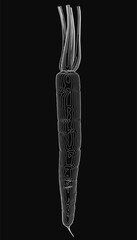 Poster - Carrot sketched in black and white with clean lines, isolated on a dark background. The simple illustration highlights the vegetable's natural shape and texture. Perfect for health, food.