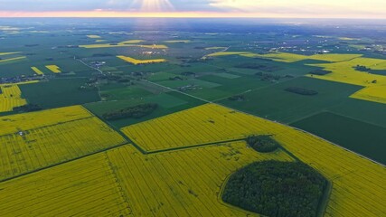 Wall Mural - golden rapeseed fields under sunset light seen from high aerial drone view
