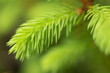 © eliosdnepr - Close-up of a young spruce branch with bright green new shoots