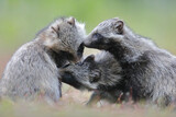 Jenot (Nyctereutes) raccoon dog