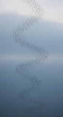 Poster - Large flock of birds in flight, forming a swirling pattern against a pale sky, showcasing natural beauty and dynamic movement