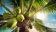 © Lori - close up of green coconuts on palm tree