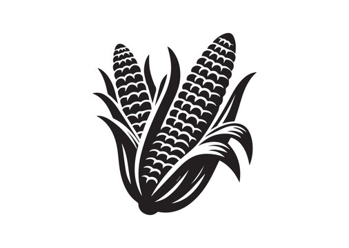 Corn with open husks silhouette vector, Corn with open husks icon illustrator